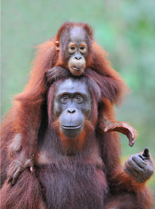 Orang Utans aus Borneo - CALVENDO Foto-Puzzle - calvendoverlag 29.99