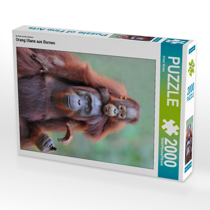 Orang Utans aus Borneo - CALVENDO Foto-Puzzle - calvendoverlag 29.99