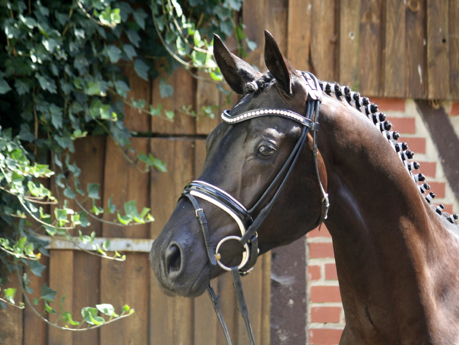 Der Trakehner. Hochadel aus Ostpreußen - CALVENDO Foto-Puzzle - calvendoverlag 29.99