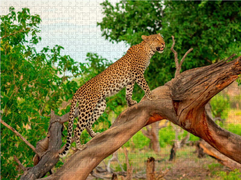 Leopard auf der Jagd - CALVENDO Foto-Puzzle - calvendoverlag 39.99