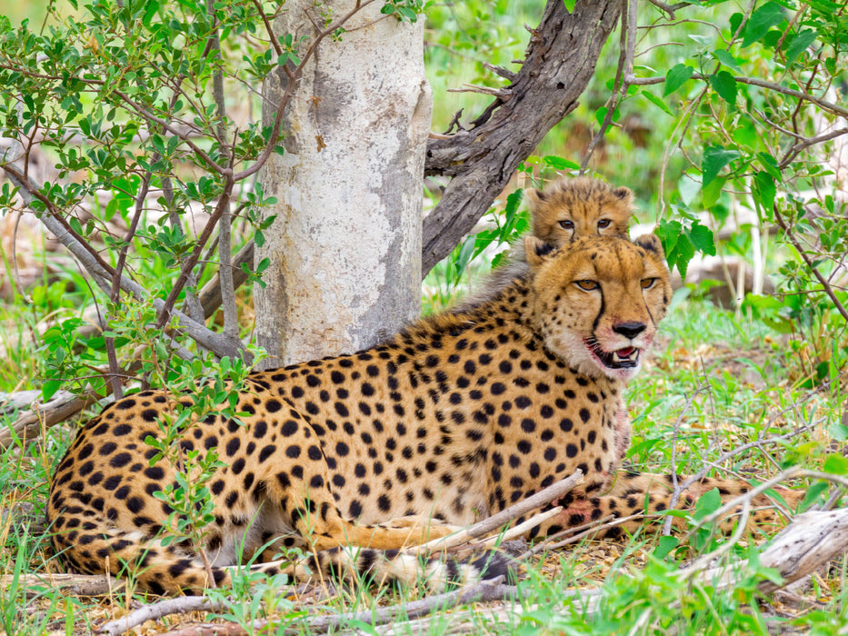 Gepard mit Nachwuchs - CALVENDO Foto-Puzzle - calvendoverlag 39.99