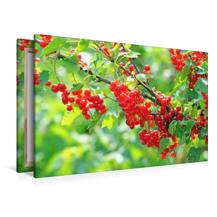 Premium Textil-Leinwand Premium Textil-Leinwand 120 cm x 80 cm quer Johannisbeeren