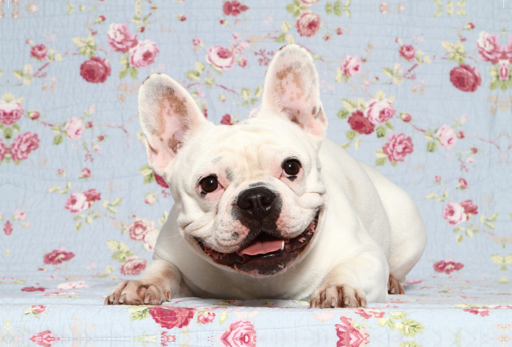 Premium Textil-Leinwand Premium Textil-Leinwand 120 cm x 80 cm quer Französische Bulldogge / French Bulldog