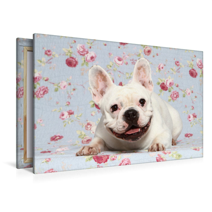 Premium Textil-Leinwand Premium Textil-Leinwand 120 cm x 80 cm quer Französische Bulldogge / French Bulldog