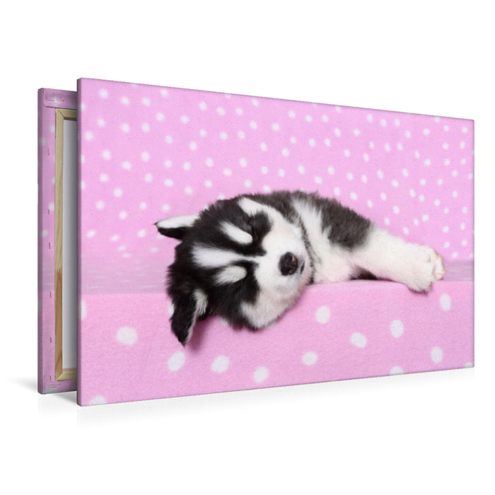 Premium Textil-Leinwand Premium Textil-Leinwand 120 cm x 80 cm quer Sibirien Husky Welpe / Siberian Husky Puppy