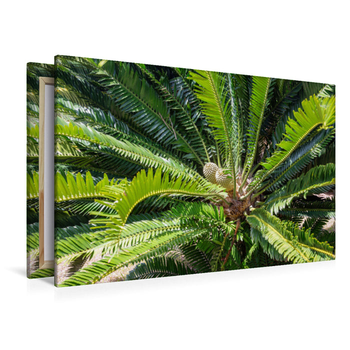 Premium Textil-Leinwand Premium Textil-Leinwand 120 cm x 80 cm quer Modjadji Palme, Encephalartos transvenosus