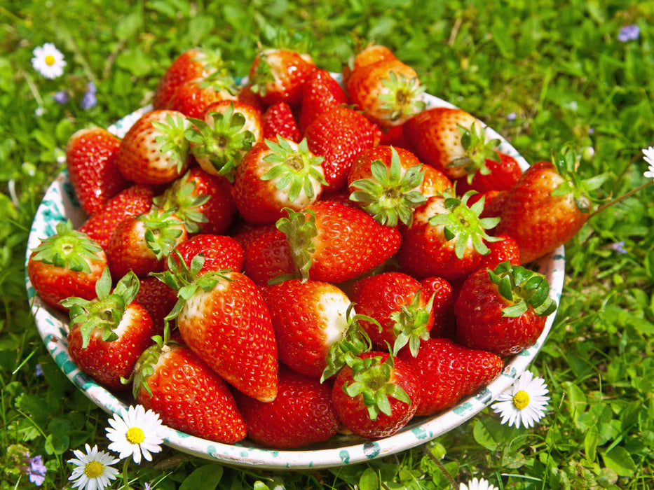 Erdbeeren - CALVENDO Foto-Puzzle - calvendoverlag 29.99