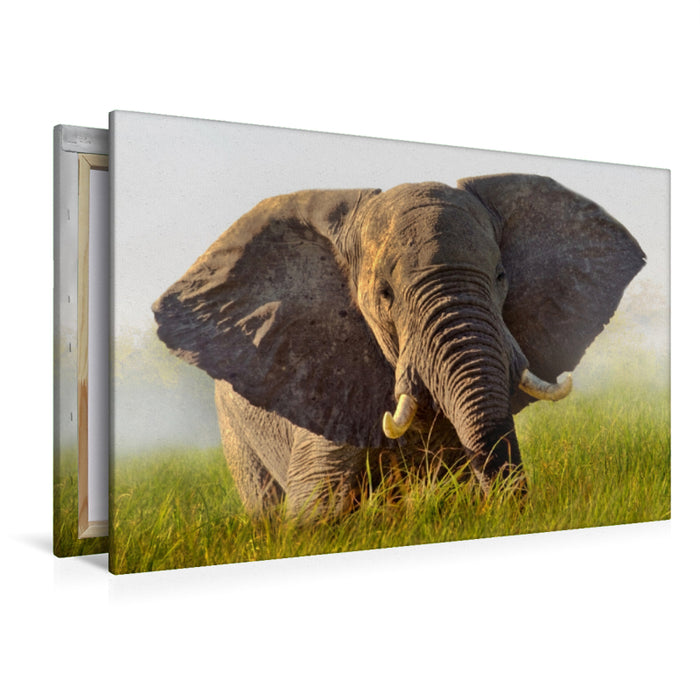 Premium Textil-Leinwand Premium Textil-Leinwand 120 cm x 80 cm quer Elefant im Okawango Delta