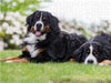 Berner Sennenhunde im Frühling - CALVENDO Foto-Puzzle - calvendoverlag 29.99