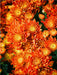 Fellbacher-Wein Chrysanthemen - CALVENDO Foto-Puzzle - calvendoverlag 29.99