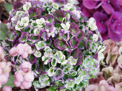 Hortensie 'Magical Revolution' - CALVENDO Foto-Puzzle - calvendoverlag 29.99