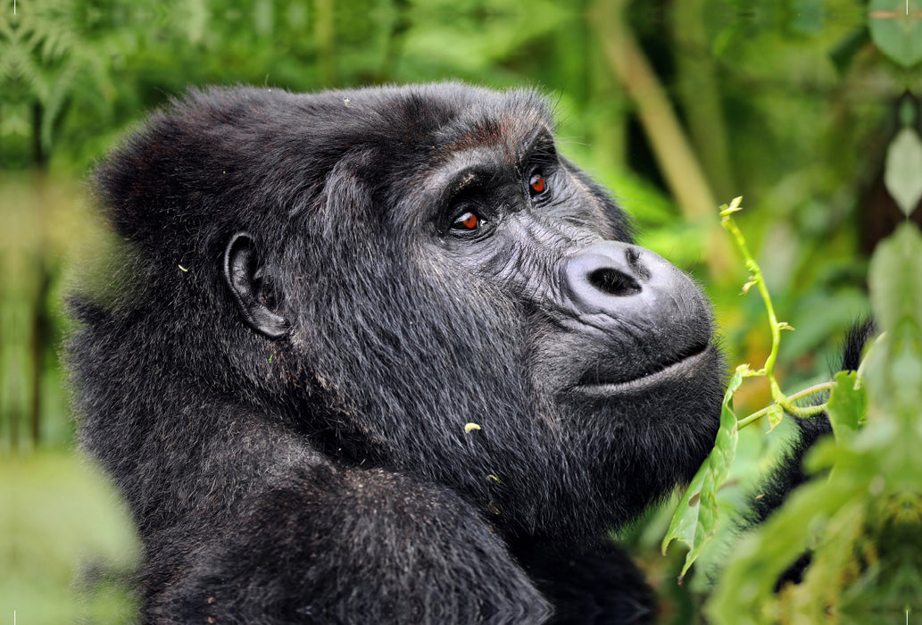 Premium textile canvas Premium textile canvas 120 cm x 80 cm landscape mountain gorilla in Uganda 