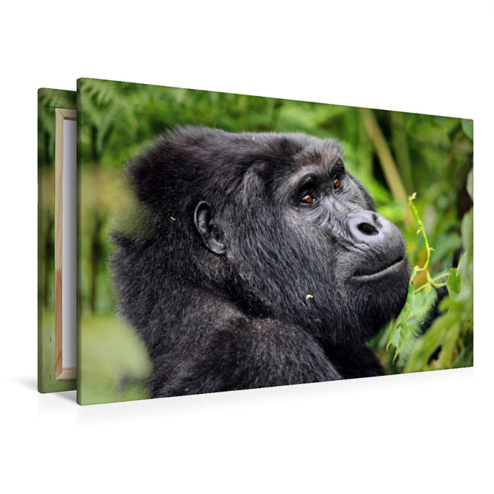 Premium textile canvas Premium textile canvas 120 cm x 80 cm landscape mountain gorilla in Uganda 