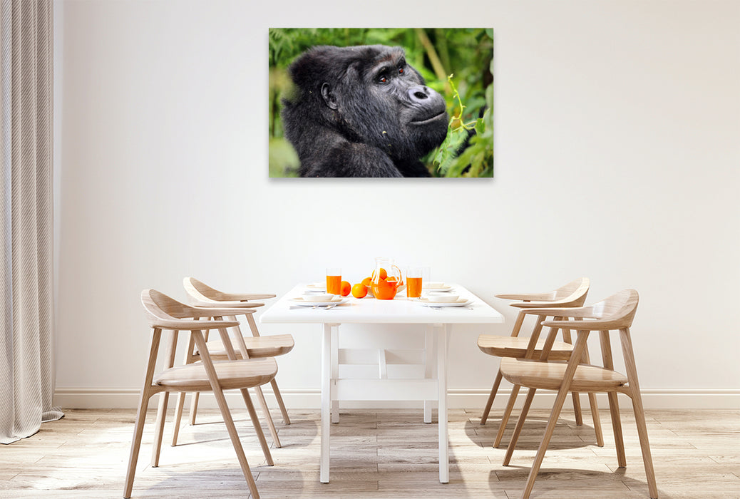 Premium textile canvas Premium textile canvas 120 cm x 80 cm landscape mountain gorilla in Uganda 