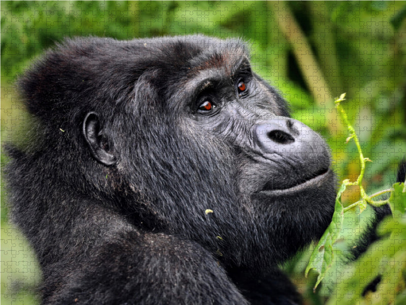 Berggorilla in Uganda - CALVENDO Foto-Puzzle - calvendoverlag 29.99