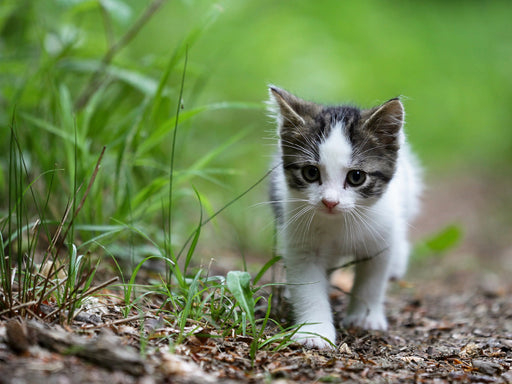 Junge Katzen im Wald - CALVENDO Foto-Puzzle - calvendoverlag 29.99