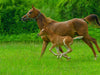 Gestreckter Galopp, Arabisches Vollblut - CALVENDO Foto-Puzzle - calvendoverlag 29.99