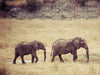 Elefanten der Serengeti - CALVENDO Foto-Puzzle - calvendoverlag 29.99