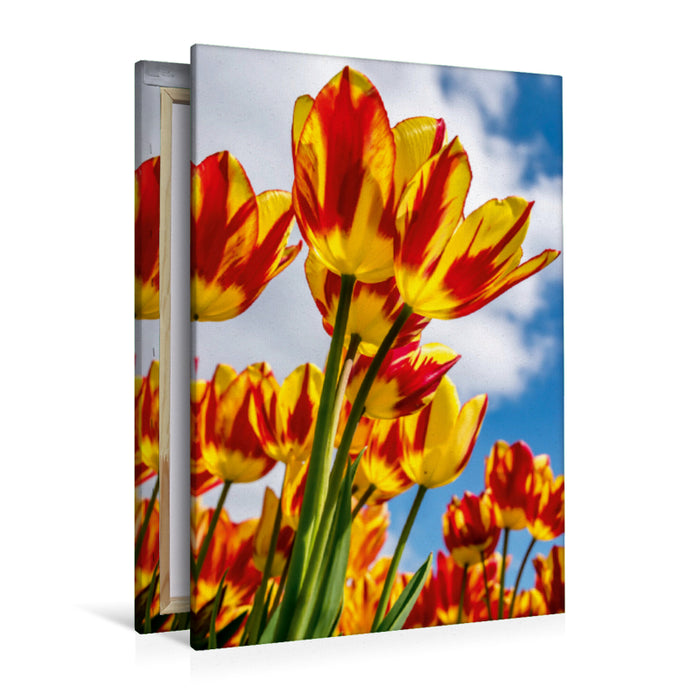 Premium Textil-Leinwand Premium Textil-Leinwand 80 cm x 120 cm  hoch Ein Motiv aus dem Kalender Farbenreiches Tulpenparadies