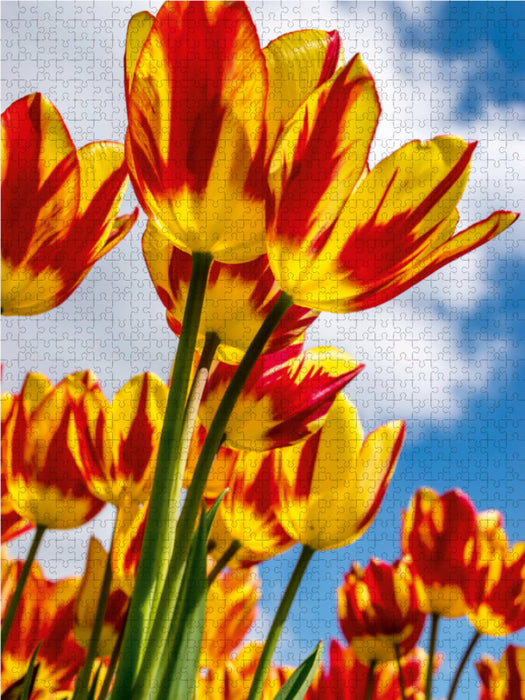 Farbenreiches Tulpenparadies - CALVENDO Foto-Puzzle - calvendoverlag 29.99