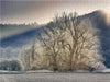 Frostige Weiden an der Altmühl - CALVENDO Foto-Puzzle - calvendoverlag 29.99