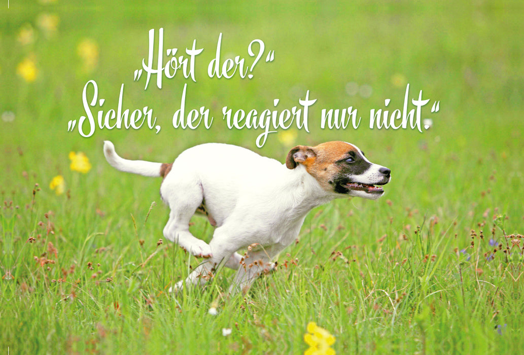 Premium Textil-Leinwand Premium Textil-Leinwand 120 cm x 80 cm quer Jack Russell Terrier Welpe rennt über eine Wiese