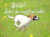 Jack Russell Terrier Welpe rennt über eine Wiese - CALVENDO Foto-Puzzle - calvendoverlag 29.99