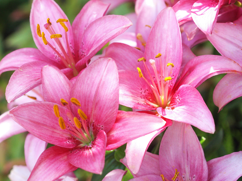 Lilien in Pink - CALVENDO Foto-Puzzle - calvendoverlag 29.99