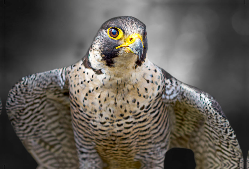 Premium textile canvas Premium textile canvas 120 cm x 80 cm landscape peregrine falcon 