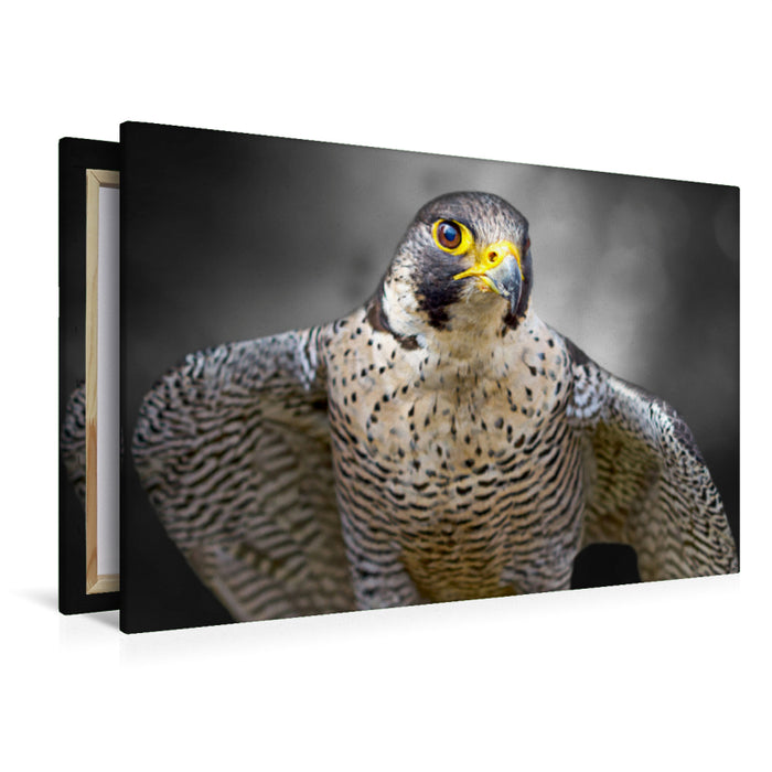 Premium textile canvas Premium textile canvas 120 cm x 80 cm landscape peregrine falcon 