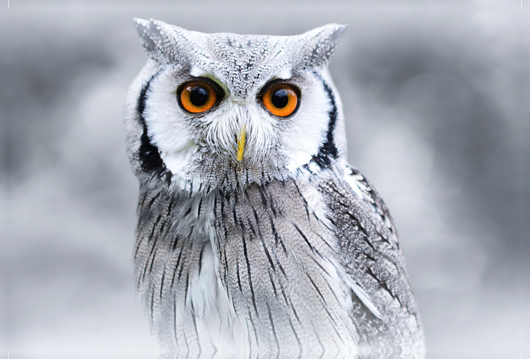 Premium textile canvas Premium textile canvas 120 cm x 80 cm landscape white-faced owl 