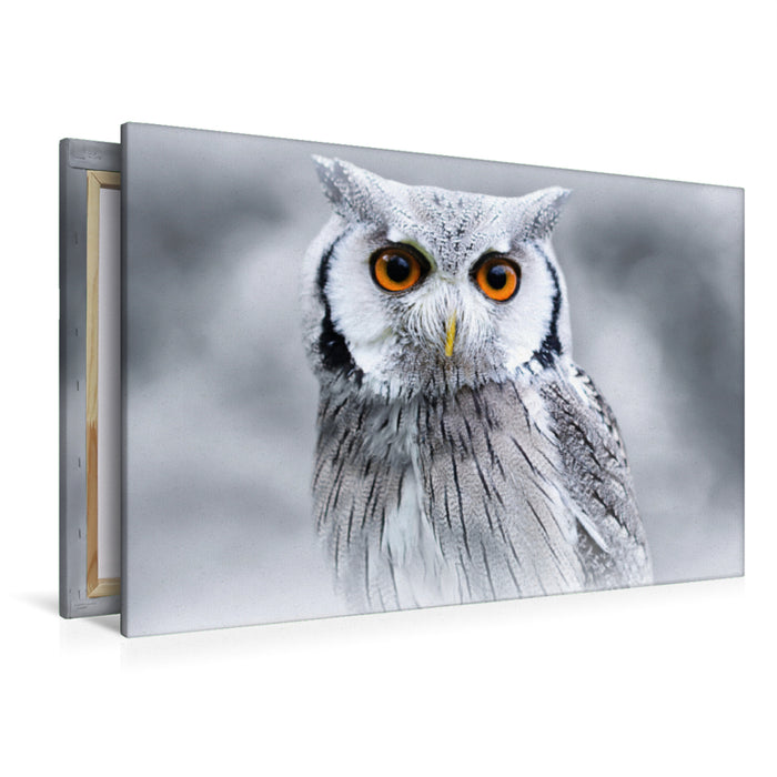 Premium textile canvas Premium textile canvas 120 cm x 80 cm landscape white-faced owl 