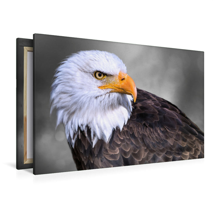 Premium Textil-Leinwand Premium Textil-Leinwand 120 cm x 80 cm quer Weißkopfseeadler