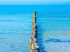 Buhnen aus Holzstämmen schützen den Strand der Insel Hiddensee vor Erosion und ragen weit in das Wasser der Ostsee hinein, Insel Hiddensee, Ostsee, Mecklenburg-Vorpommern, Deutschland - CALVENDO Foto-Puzzle - calvendoverlag 39.99