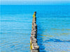 Buhnen aus Holzstämmen schützen den Strand der Insel Hiddensee vor Erosion und ragen weit in das Wasser der Ostsee hinein, Insel Hiddensee, Ostsee, Mecklenburg-Vorpommern, Deutschland - CALVENDO Foto-Puzzle - calvendoverlag 39.99