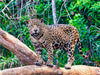 Pantanal: Faszinierende Tiere hautnah - CALVENDO Foto-Puzzle - calvendoverlag 29.99