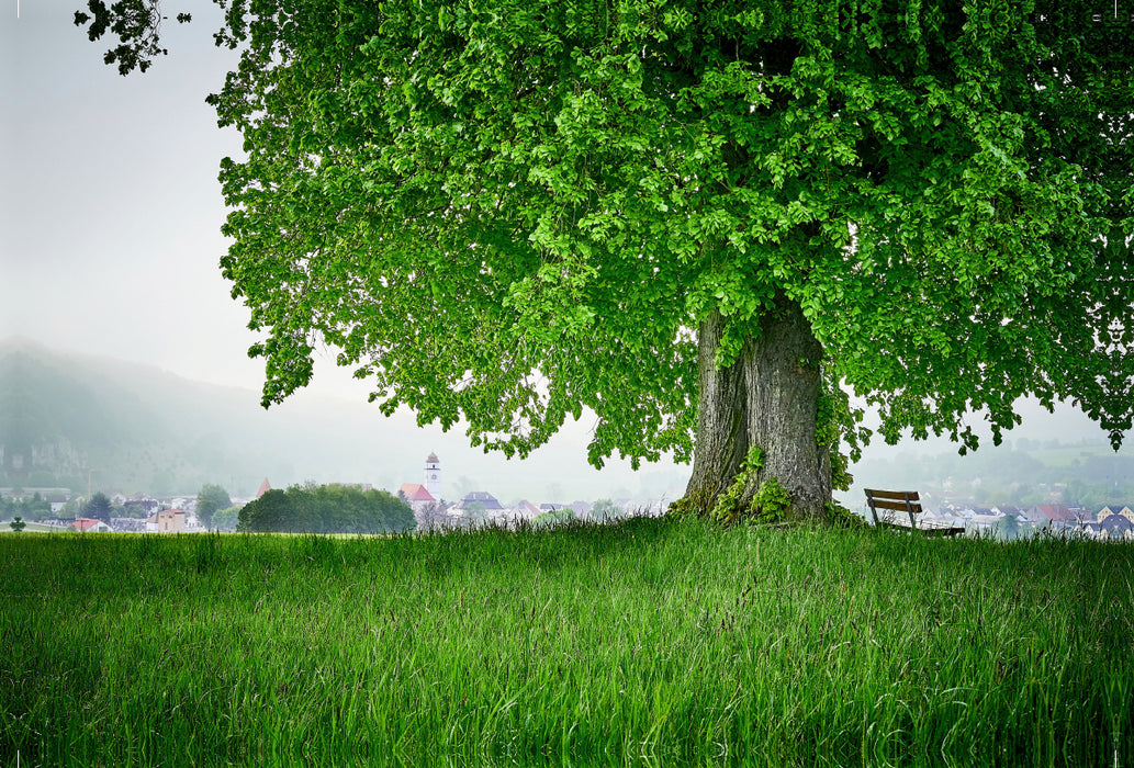 Premium textile canvas Premium textile canvas 120 cm x 80 cm landscape Linden tree in front of Dollnstein 