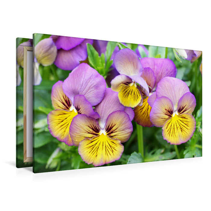 Premium Textile Canvas Premium Textile Canvas 120 cm x 80 cm landscape Horned Violet Viola Sorbet 'Morpho' 