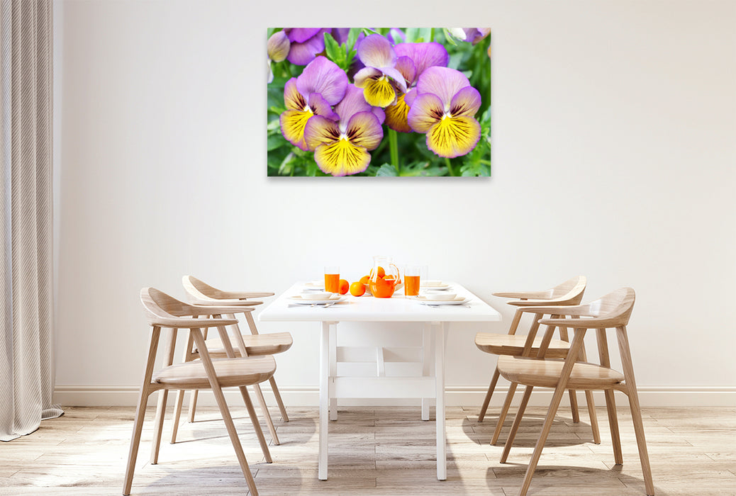 Premium Textile Canvas Premium Textile Canvas 120 cm x 80 cm landscape Horned Violet Viola Sorbet 'Morpho' 