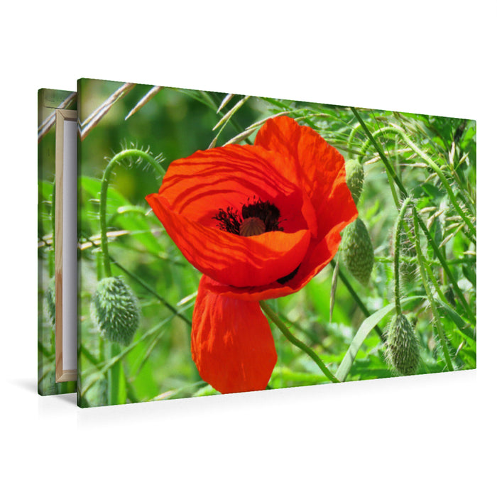 Premium textile canvas Premium textile canvas 120 cm x 80 cm landscape red poppy 