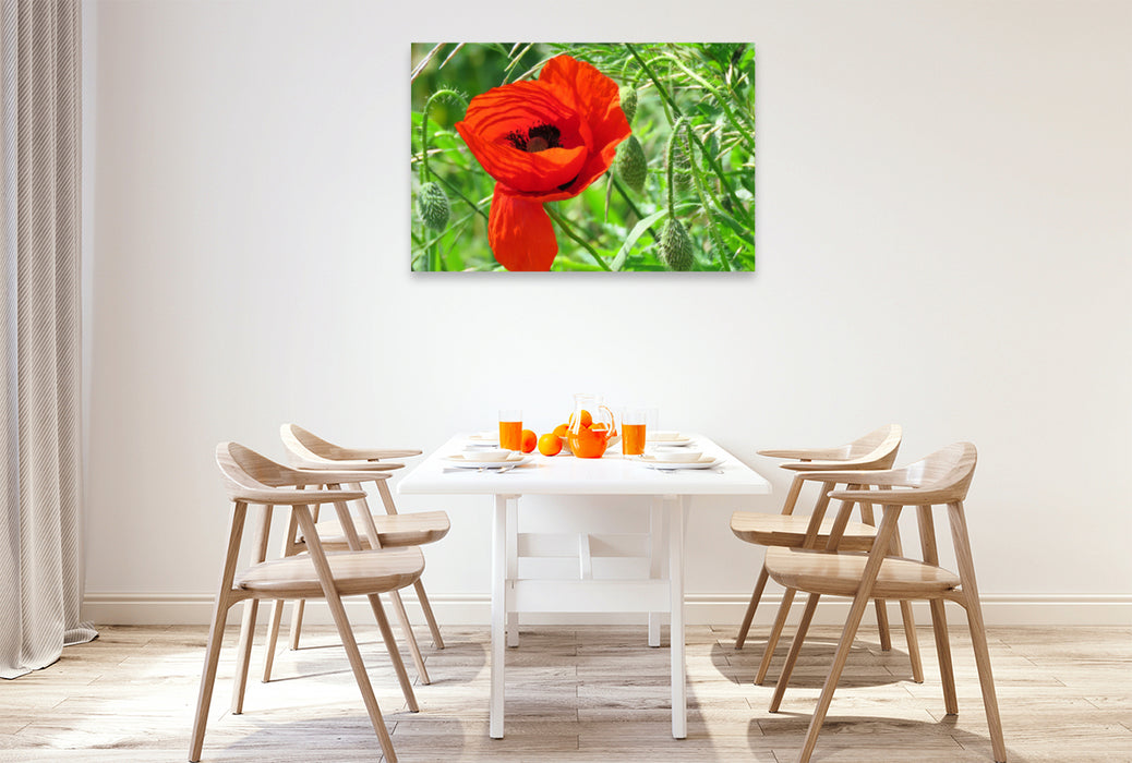 Premium textile canvas Premium textile canvas 120 cm x 80 cm landscape red poppy 