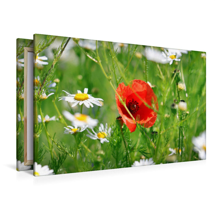 Premium textile canvas Premium textile canvas 120 cm x 80 cm landscape Red poppies and daisies 