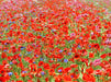 Rotes Blütenmeer - CALVENDO Foto-Puzzle - calvendoverlag 29.99