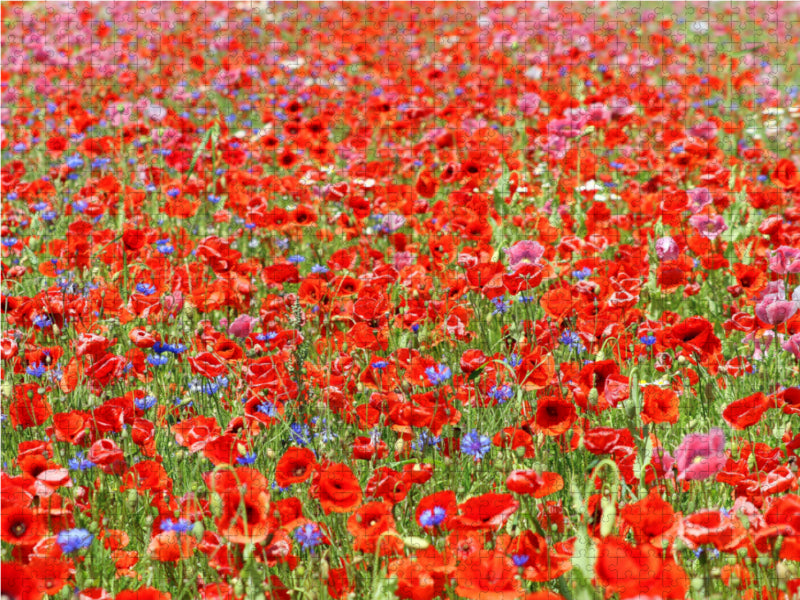 Rotes Blütenmeer - CALVENDO Foto-Puzzle - calvendoverlag 29.99
