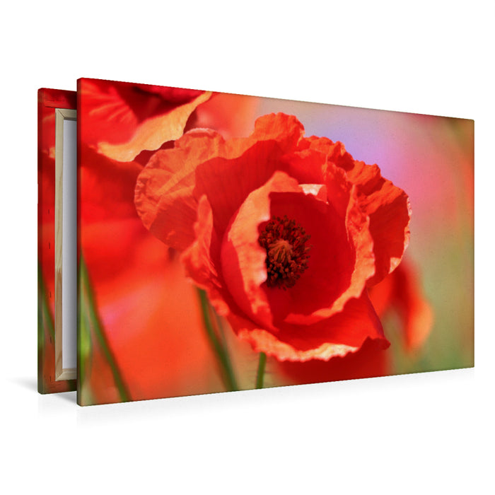 Premium textile canvas Premium textile canvas 120 cm x 80 cm landscape Corn poppies up close 