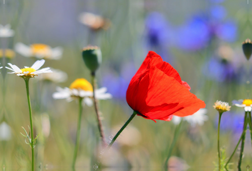 Premium textile canvas Premium textile canvas 120 cm x 80 cm landscape Red splash of color in the meadow 