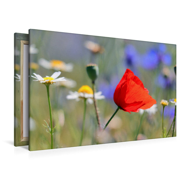 Premium textile canvas Premium textile canvas 120 cm x 80 cm landscape Red splash of color in the meadow 