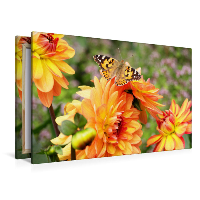 Premium textile canvas Premium textile canvas 120 cm x 80 cm landscape Painted lady on dahlia 