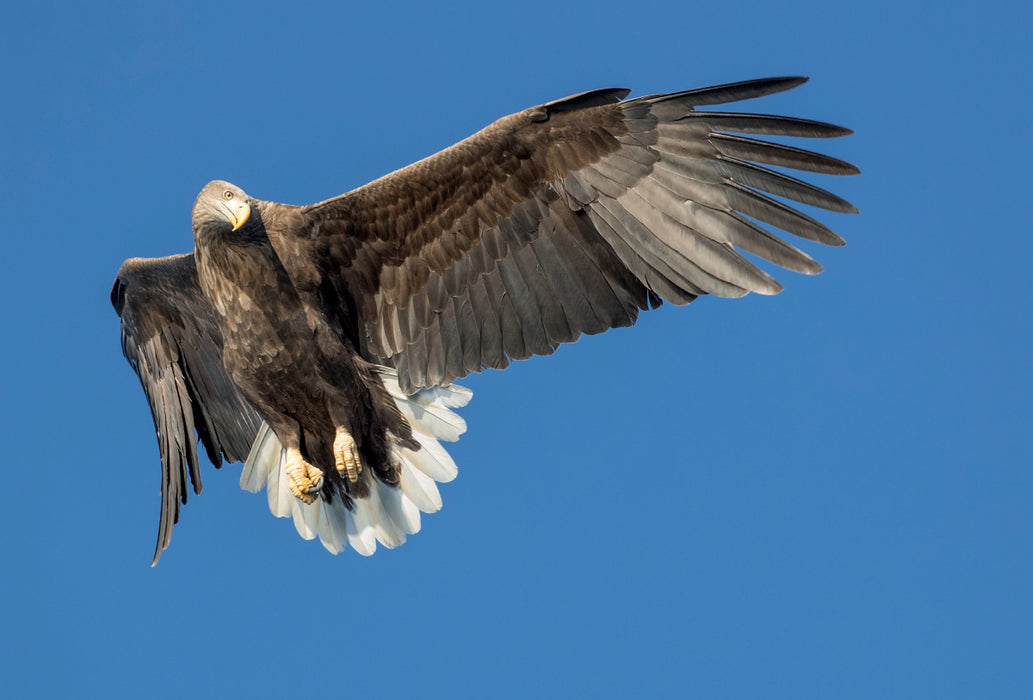 Premium textile canvas Premium textile canvas 120 cm x 80 cm landscape sea eagle 