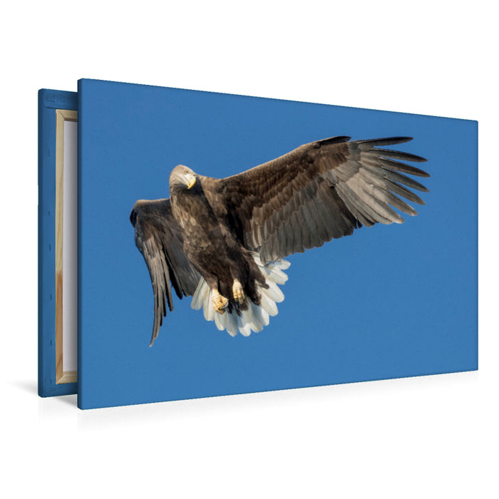 Premium textile canvas Premium textile canvas 120 cm x 80 cm landscape sea eagle 